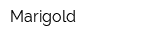 Marigold