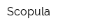 Scopula