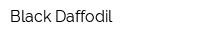 Black Daffodil