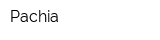 Pachia