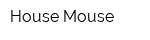 House Mouse