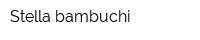 Stella bambuchi