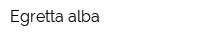 Egretta alba