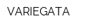 VARIEGATA