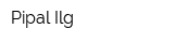 Pipal Ilg