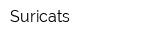 Suricats