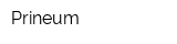 Prineum