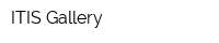 ITIS Gallery