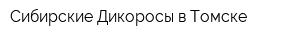 Сибирские Дикоросы в Томске