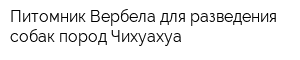 Питомник Вербела для разведения собак пород Чихуахуа