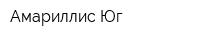 Амариллис Юг