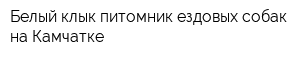 Белый клык-питомник ездовых собак на Камчатке