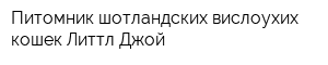 Питомник шотландских вислоухих кошек Литтл Джой