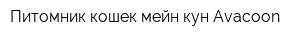 Питомник кошек мейн кун-Avacoon