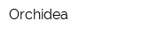 Orchidea