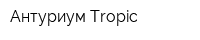 Антуриум Tropic