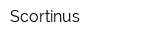 Scortinus