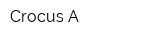 Crocus-A