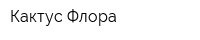 Кактус Флора